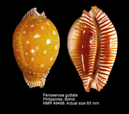 Perisserosa guttata (2).jpg - Perisserosa guttata(Gmelin,1791)